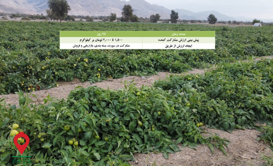 گوجه فرنگی بوته ای کرمان و هرمزگان- مشارکتی