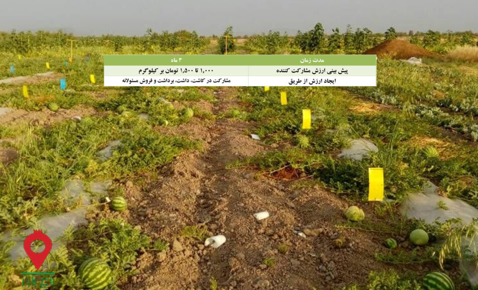 هندوانه جیرفت- مشارکتی