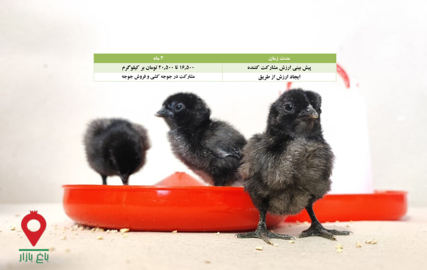 جوجه کشی مرغ نژاد خاص-مشارکتی