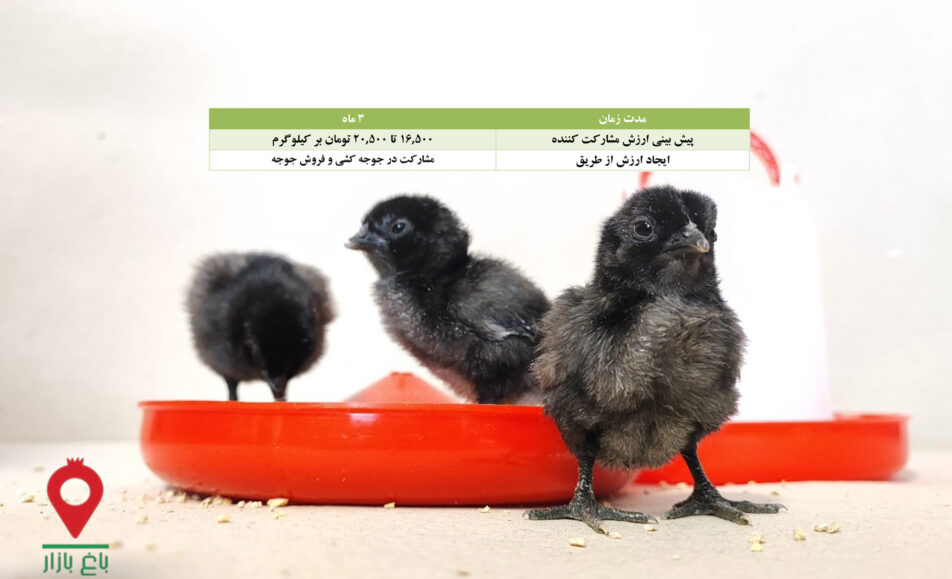 جوجه کشی مرغ نژاد خاص-مشارکتی