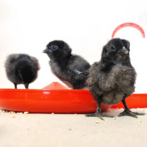 جوجه کشی مرغ نژاد خاص-مشارکتی