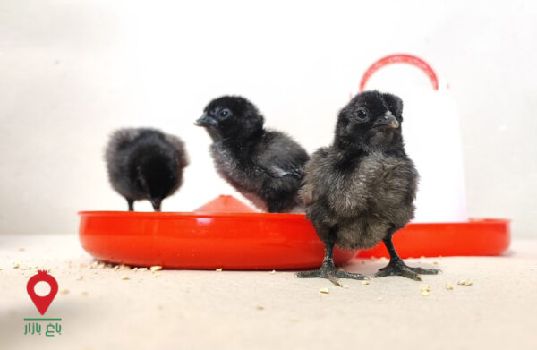 جوجه کشی مرغ نژاد خاص-مشارکتی