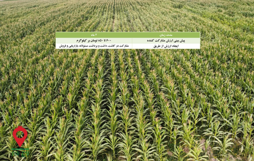 ذرت علوفه جیرفت- مشارکتی