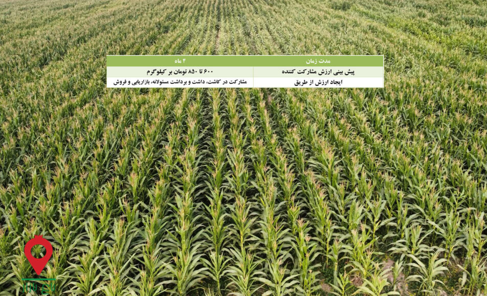 ذرت علوفه جیرفت- مشارکتی