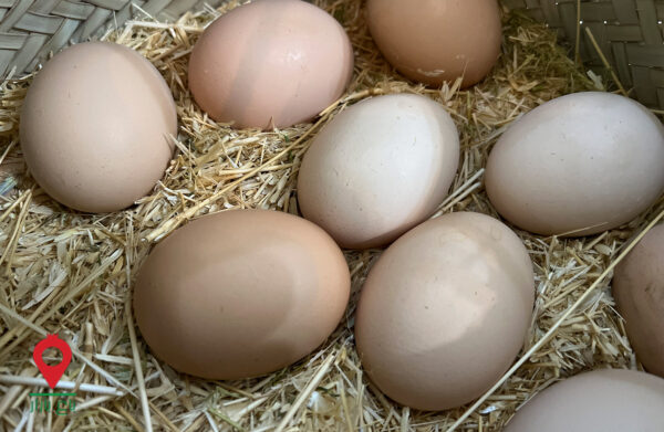 مرغ و تخم مرغ بومی چرای آزاد- مشارکتی مرغ و تخم مرغ بومی چرای آزاد- مشارکتی