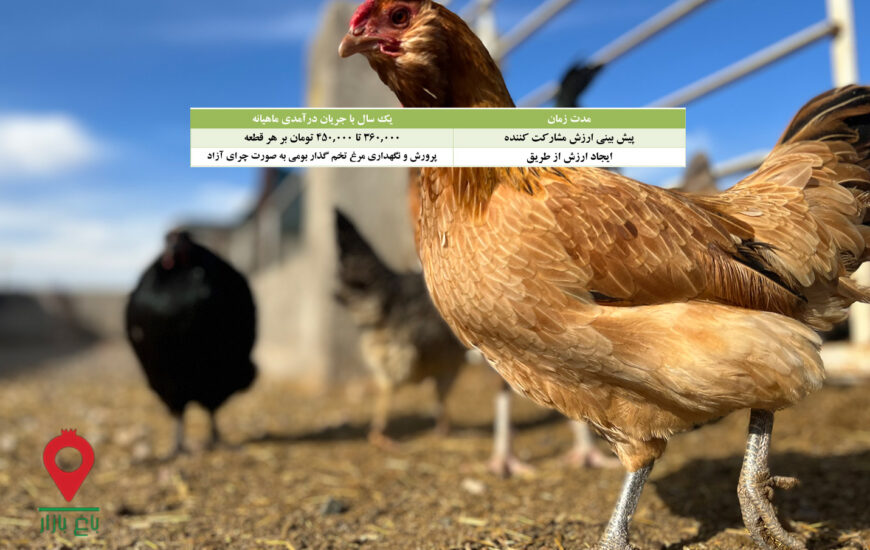 مرغ و تخم مرغ بومی چرای آزاد- مشارکتی