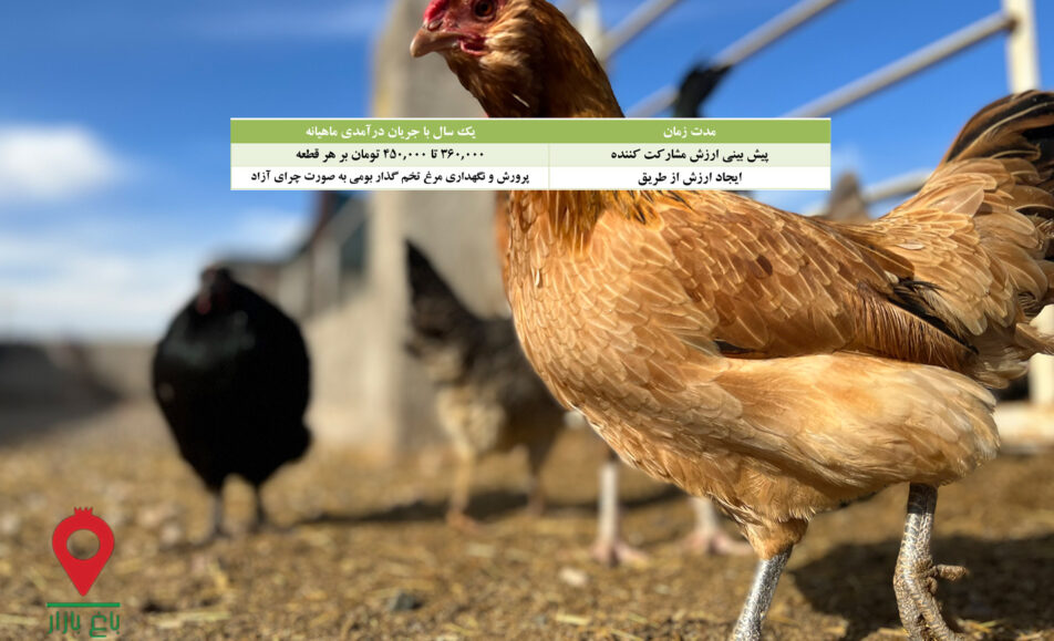 مرغ و تخم مرغ بومی چرای آزاد- مشارکتی