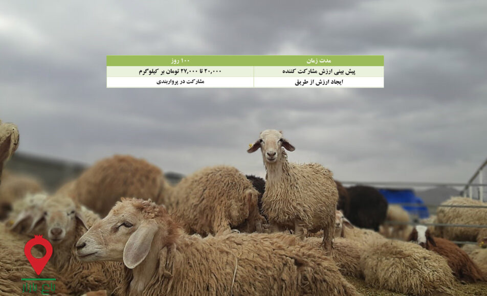 پروار بندی بره مغانی-مشارکتی