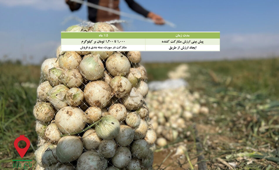 پیاز جیرفت - مشارکتی