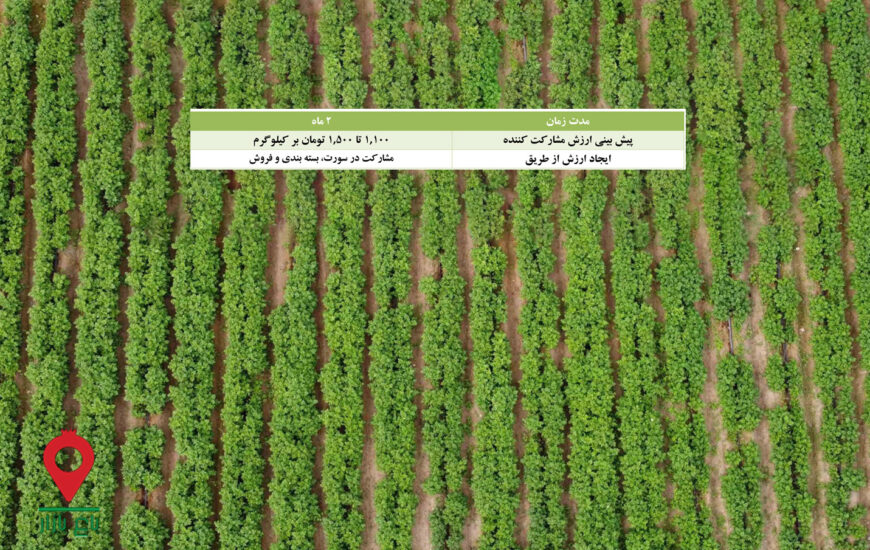 سیب زمینی بهاره جیرفت