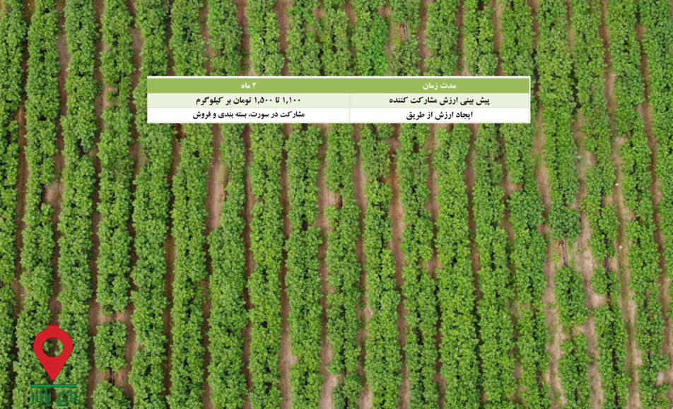 سیب زمینی بهاره جیرفت