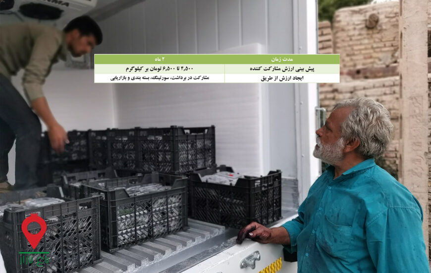 توت سیاه شهداد- مشارکتی