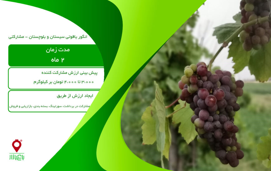 انگور یاقوتی سیستان و بلوچستان - مشارکتی