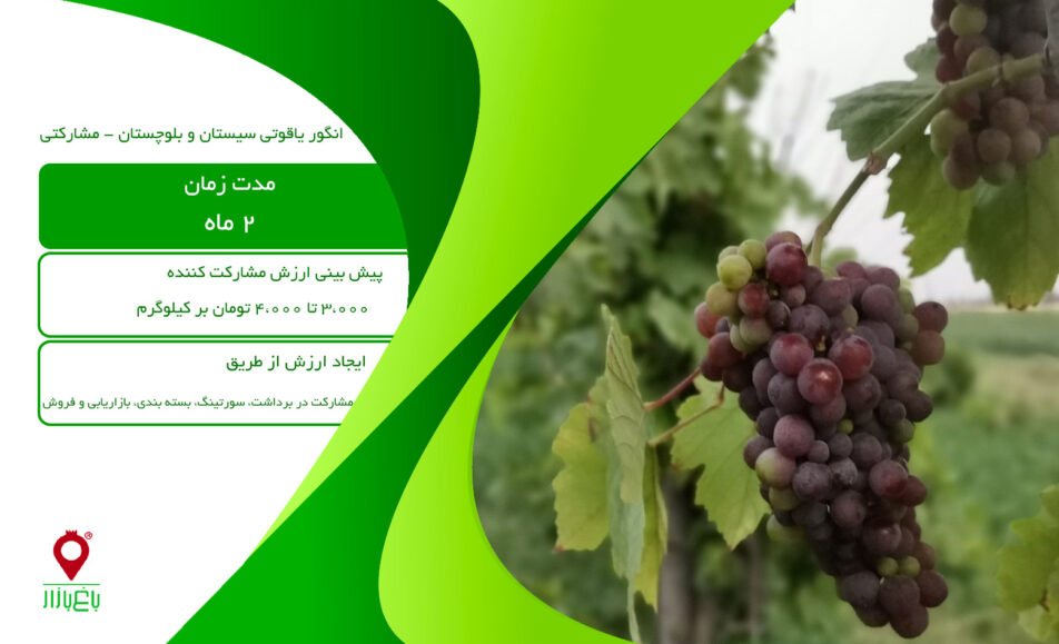 انگور یاقوتی سیستان و بلوچستان - مشارکتی