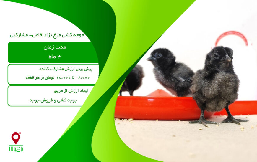 باغ بازار مشارکتی جوجه کشی مرغ نژاد خاص