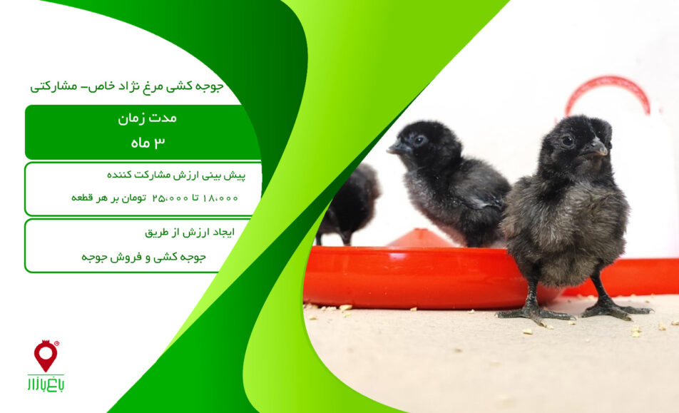 باغ بازار مشارکتی جوجه کشی مرغ نژاد خاص