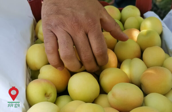 زردآلو فلکه ای فراغه - مشارکتی زردآلو فلکه ای فراغه - مشارکتی