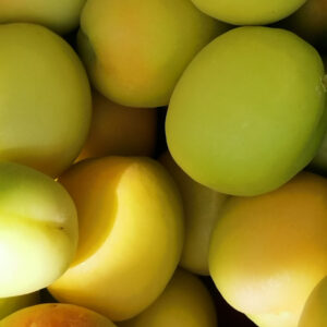 زردآلو تخم گردی