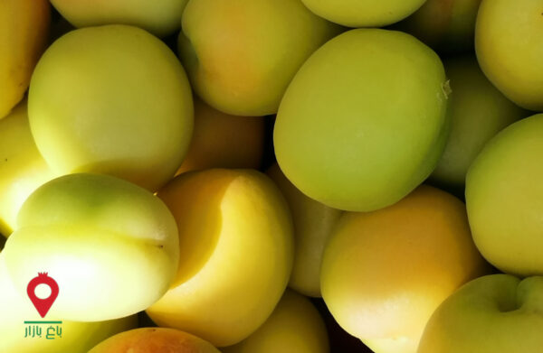 زردآلو تخم گردی