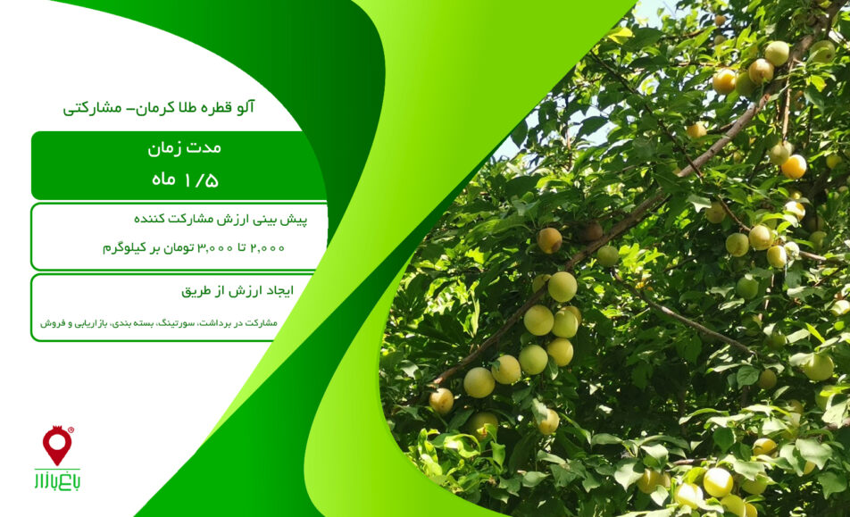 آلو قطره طلا کرمان-مشارکتی