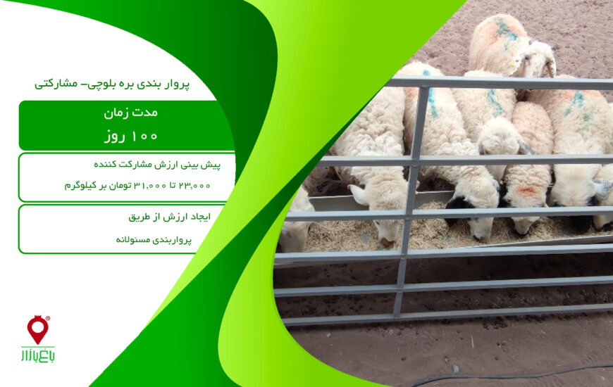 پروار بندی بره بلوچی-مشارکتی