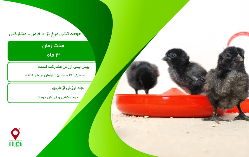 جوجه کشی مرغ نژاد خاص-مشارکتی