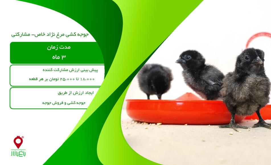 جوجه کشی مرغ نژاد خاص-مشارکتی