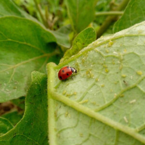 کفشدوزک هفت نقطه ای - مشارکتی