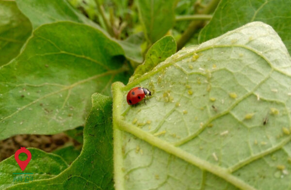 کفشدوزک هفت نقطه ای - مشارکتی