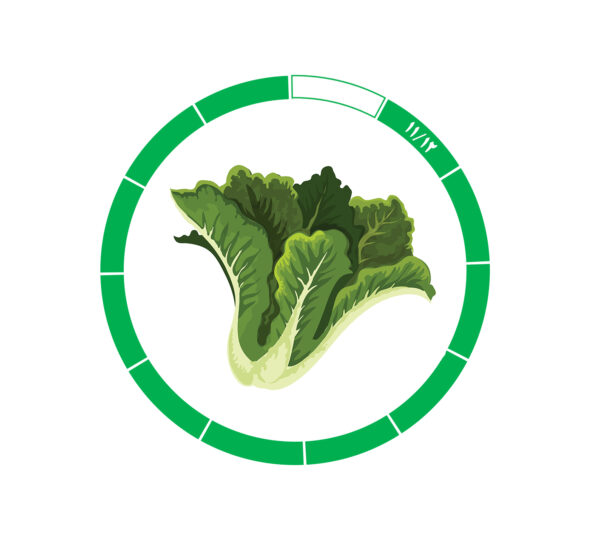 کاهو 11/12 کاهو 11/12