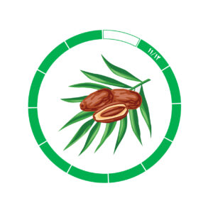 خرما کلوته 11/12