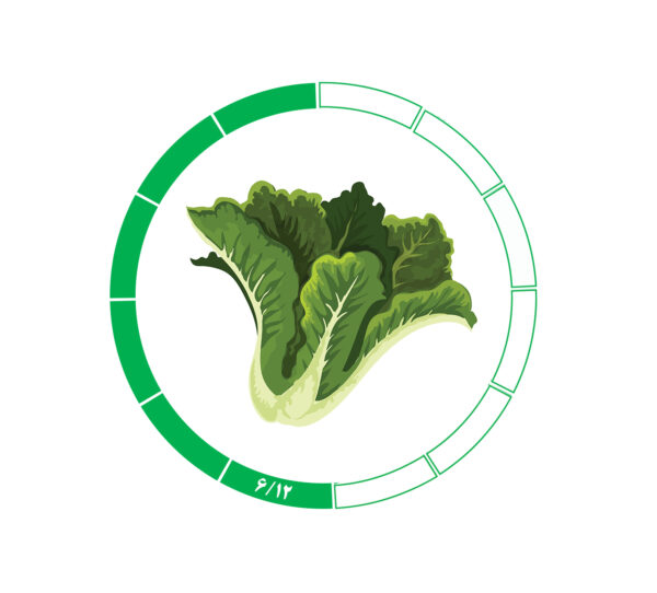 کاهو 6/12 کاهو 6/12