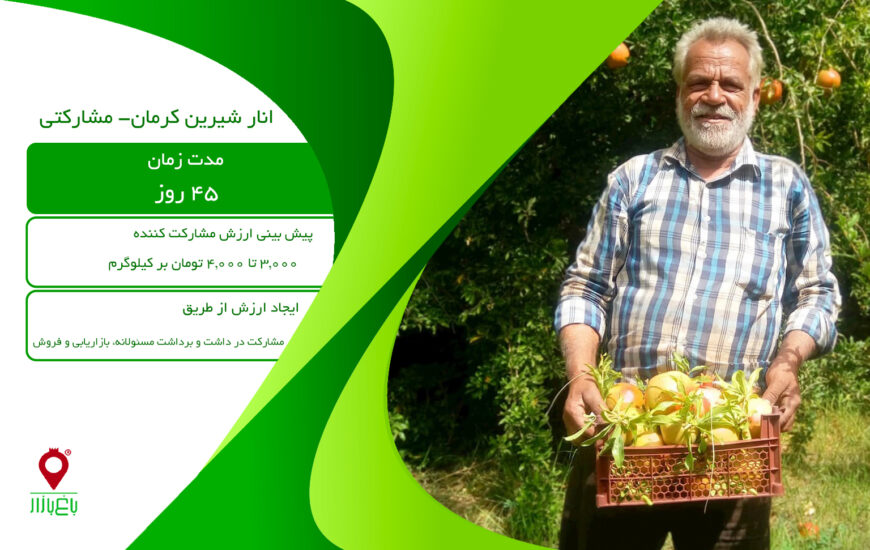 انار شیرین کرمان-مشارکتی