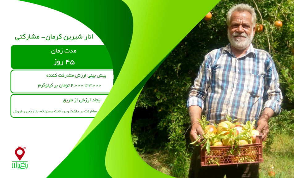 انار شیرین کرمان-مشارکتی