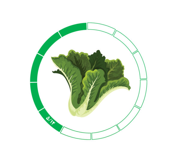 کاهو 5/12 کاهو 5/12