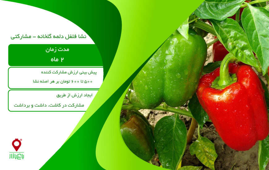 نشا فلفل دلمه گلخانه