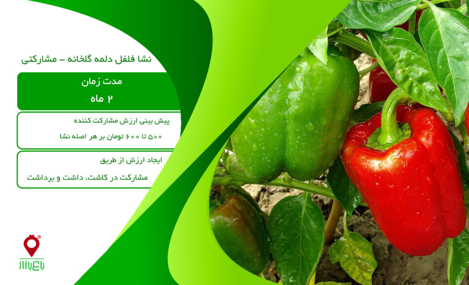 نشا فلفل دلمه گلخانه