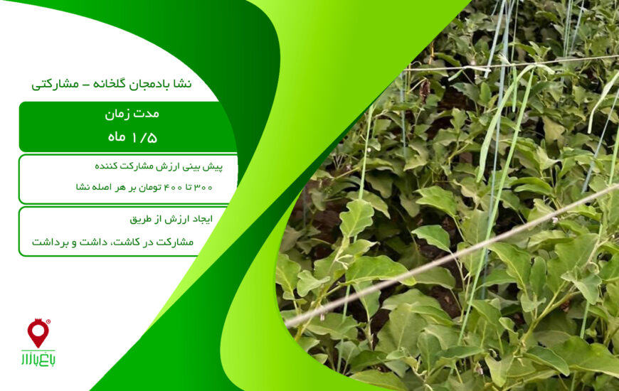 نشا بادمجان مشارکتی