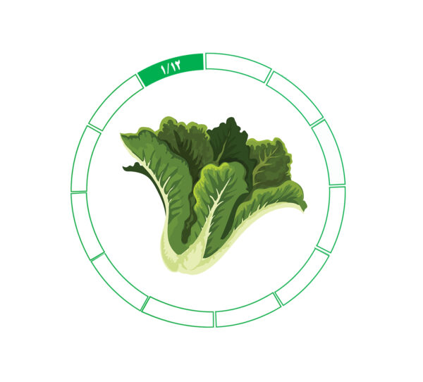 کاهو 1/12 کاهو 1/12