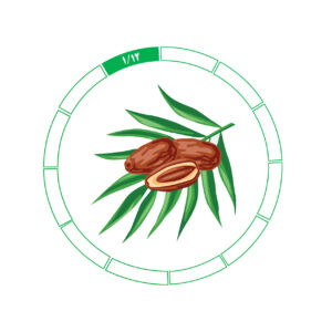 خرما کلوته 1/12