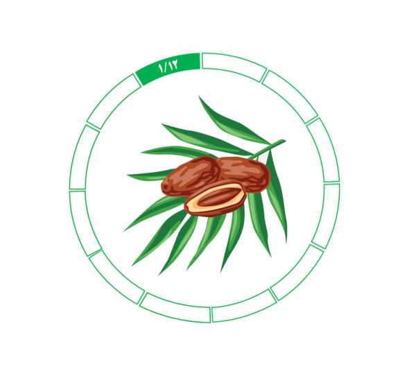 خرما کلوته 1/12 خرما کلوته 1/12