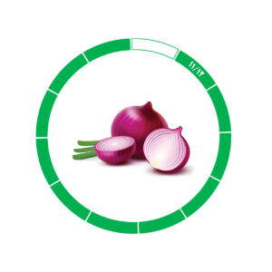 پیاز صادراتی 11/12