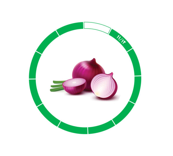 پیاز صادراتی 11/12 پیاز صادراتی 11/12