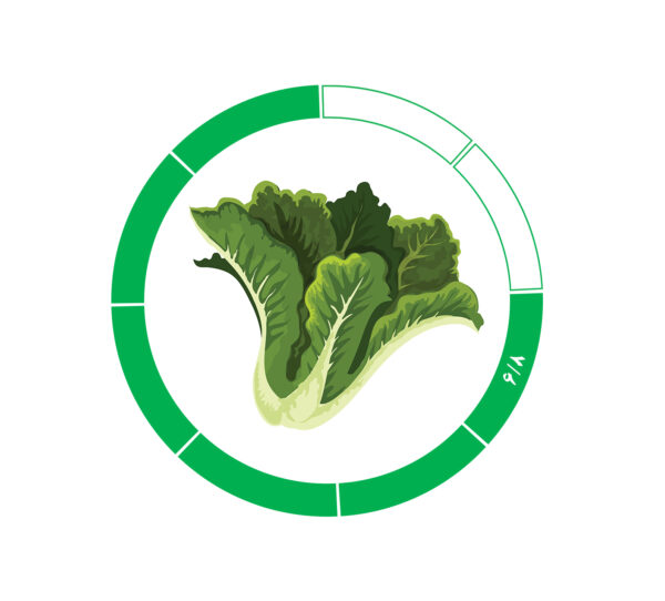 کاهو 6/8 کاهو 6/8