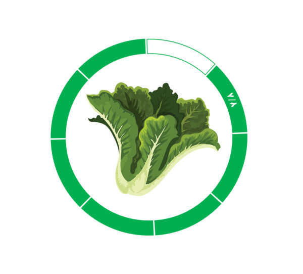 کاهو 7/8 کاهو 7/8