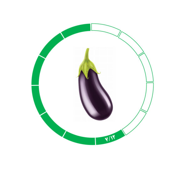 بادمجان 7/12 بادمجان 7/12