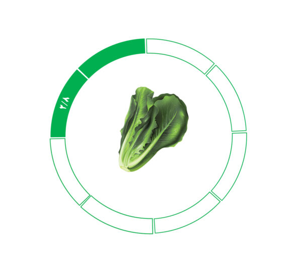 کاهو 2/8 کاهو 2/8
