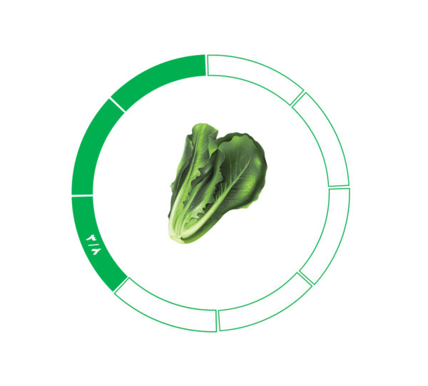 کاهو 3/8 کاهو 3/8