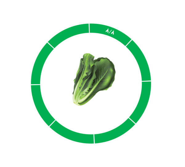 lettuce-8-8-1 کاهو 8/8