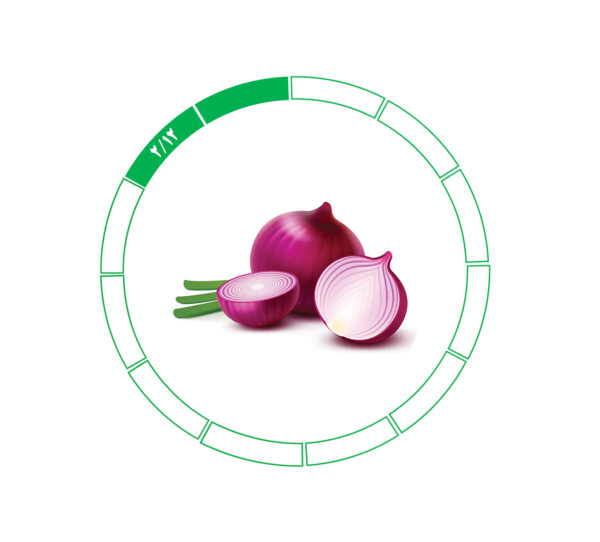 پیاز صادراتی 2/12 پیاز صادراتی 2/12
